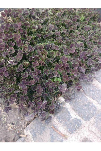 Щільний килим із конюшини `Dark Dancer White`